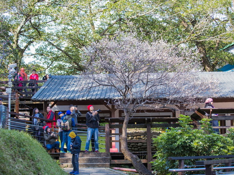 2018角板山梅花季
