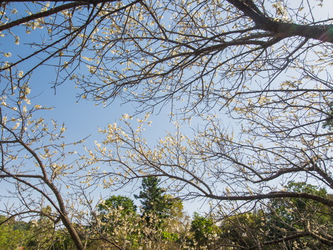 2018角板山梅花季