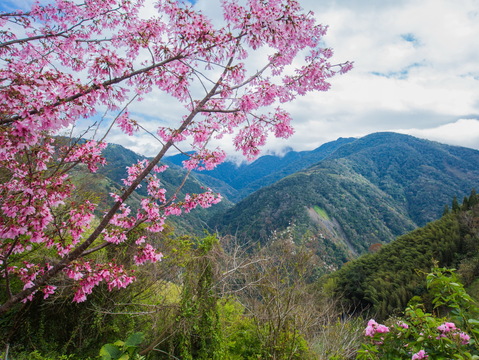 中巴陵櫻木花道