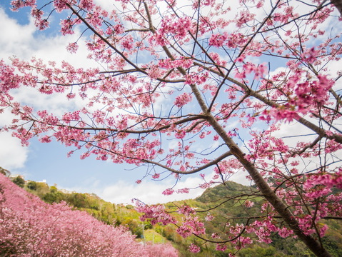 中巴陵櫻木花道