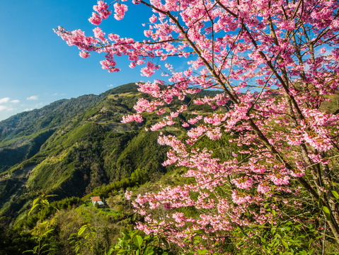 拉拉山光明休閒農場